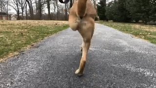 Unusual rescue dog with missing left legs is defying odds