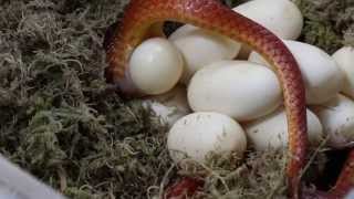 Cepelsnakes- kladení vajec užovky červené