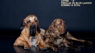 Фила Бразилейро    Fila Brasileiro