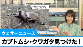 カブトムシ・クワガタ見つけた！