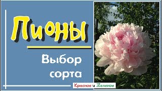 Пионы. Как не делать ошибок при выборе сорта.