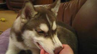 Хаски-укуськи-  husky dog