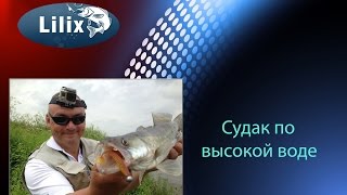 Судак по высокой воде