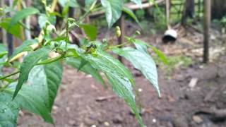 Serangga Langka - ( Tes Hasil Kamera Xiaomi Redmi 3X )