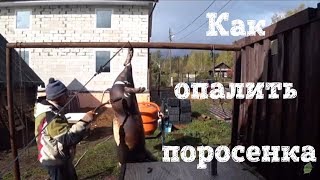 НОВЫЙ?‍♂️ СПОСОБ РАЗДЕЛКИ? ПОРОСЕНКА?