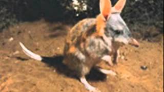 animales raros el bandicut