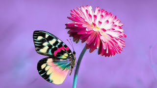 Detox Your Mind | Positive Energy Music 432Hz | Deep Healing Miracle Tone | Mindfulness Meditation
