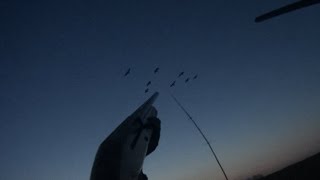 Охота на гуся 2017 в Орловской обл.