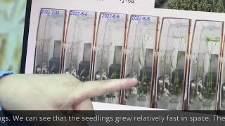 Rice grows in the Wentian Laboratory Module