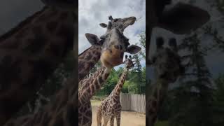 Let's Feed Some Giraffe - Cincinnati Zoo #shorts