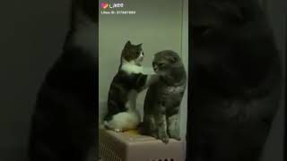 Pijat plus plus..