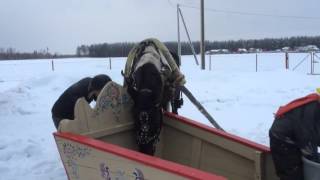 Заездка Пегаши в сани. День второй.