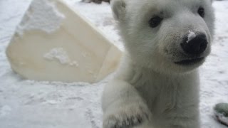 Watch a polar bear cub's first time playing in snow