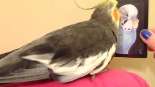 Pepper reviews Parrots of the World playing cards