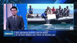 Langgar Aturan, DPR Minta KKP Cabut Izin 14 Perusahaan Ekspor Benih Lobster
