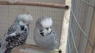 Budgie Breeding 2013