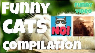 Funny cats compilation ?7 second of happiness FUNNY Video ? #2