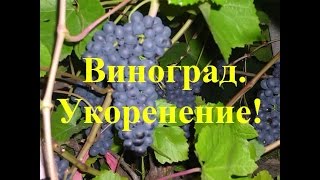 Виноград  Лучший способ укоренения Саженцы винограда Черенкование, grapes rooting germination