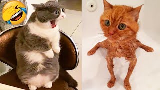 Cute Cats And Dogs That Will Make You Laugh ???? - Funny Animals Compilation #4