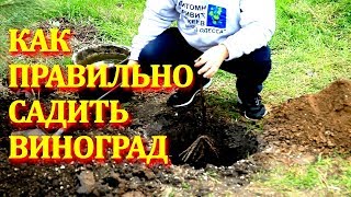 КАК ПРАВИЛЬНО САДИТЬ ВИНОГРАД (How to plant a grape properly ?!)