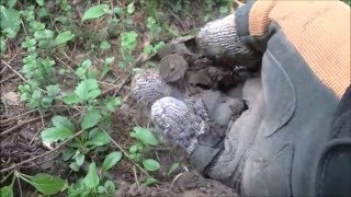 Царский КЛАД зарыт на ПОСТОЯЛОМ ДВОРЕ! 2.67