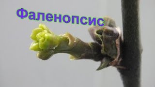 Осень Новые изменения в орхидеях ФАЛЕНОПСИС Autumn New changes in orchids FALENOPSIS