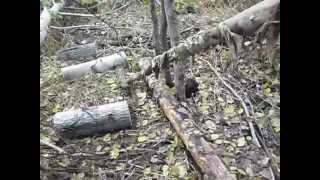 Петля на лося( a snare for moose).