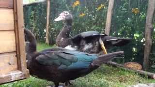 Muscovy ducks - from 10 days to 3 months