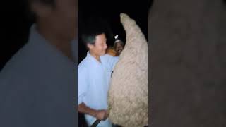 Bahasa jawa ny sarang tawon endas, sarang lebah raksasa