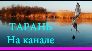 ТАРАНЬ. На канале в районе Приморско-Ахтарска. Рыбалка в феврале, ловля тарани, Fishing