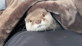 カワウソの画期的な捕獲方法 An innovative way to capture otter