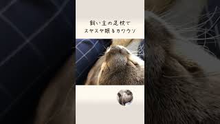 いつも大人気！飼い主の足枕！限定1セット！ An otter who enjoys the owner's foot pillow