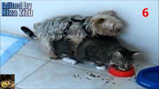 Top 10 Best Animal Sex Videos Compilation Top 10 лучших животных Секс Видео Компиляция1