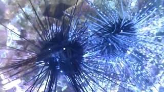 Уникальное видео спаривания морских ежей