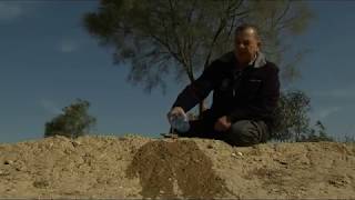 Growing Forests in the Desert