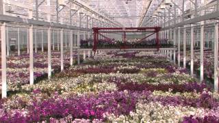 JMP Flowers русская версия