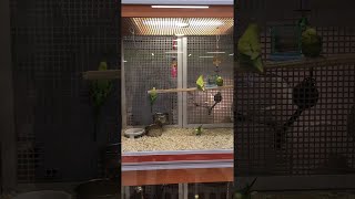 Parrots Turn Perch into Swing || ViralHog