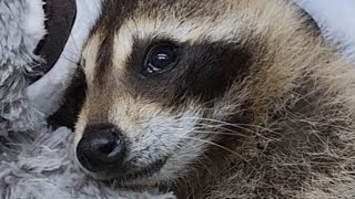 Blind raccoon lovingly holds rescuer hand when eating