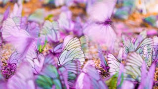 Deep Healing Miracle | 432hz healing meditation | Raise Positive Energy | Ancient Frequency Music