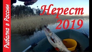 Нерест 2019. Ловля плотвы на Чудском озере на попловочную удочку..