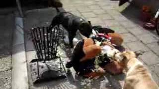 Amstaffs attack