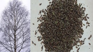 Как за 5 минут собрать ? почки берёзы ❄️ зимой . Winter harvest of birch buds.