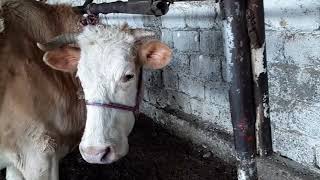 Молбозор Хучанд . 26.01.2020. Нархи гови бачадор якум бачаш 15 литр шир гарантия.