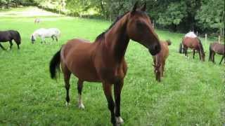 Impression Pferde (Horse) Impression horses, beautiful animals grazing in the meadow.