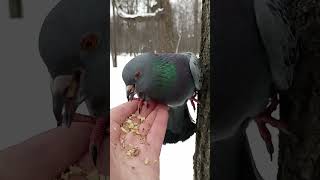 Голубь копирует поведение белок / The pigeon copies the behavior of the squirrel