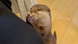 限界まで食べ続けお腹ポンポコリンすぎるカワウソ otter that keeps eating to the limit and has a big belly.