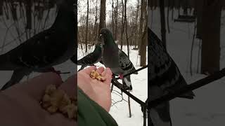 Хитрый голубь / The Cunning Pigeon