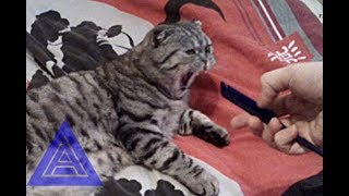 Реакция кота на расческу