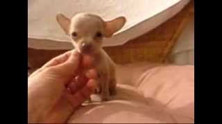 Забавный Той терьер / Toy terrier
