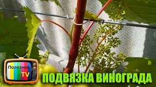 КАК И ЧЕМ ПОДВЯЗЫВАТЬ ВИНОГРАД
